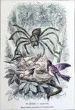 MYGALE AVICULAIRE (MATOUTOU)