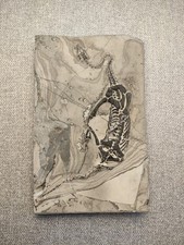 Reptile marin - Squelette