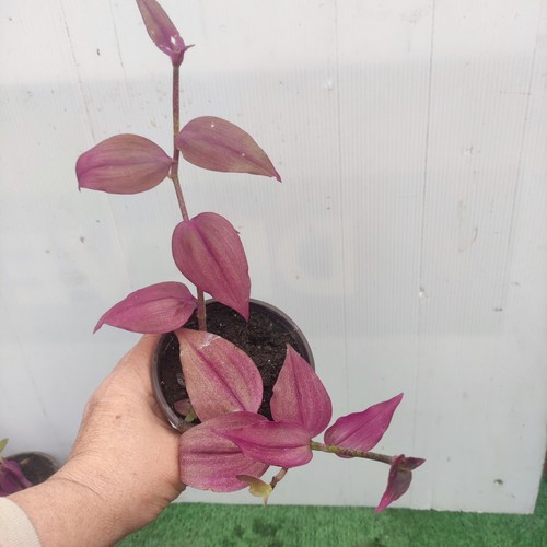 Zebrina purpusii - purpusii,