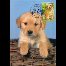 CM CEF - Animaux domestiques