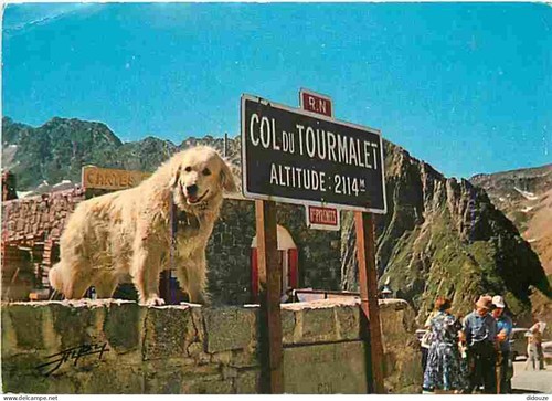 Postcard animals dogs - -,
