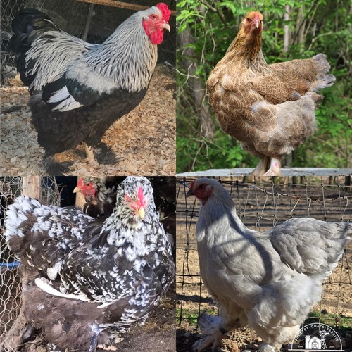 Brahma fun pack hatching eggs - fun,