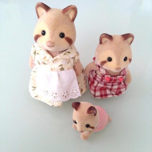 Rare bébé raton - , laveur