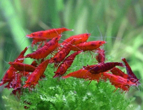 Lots 1 crevettes - lots, 10+1