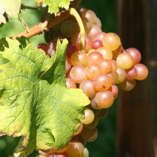 Vitis isabelle blanc zpd4 - 'isabelle, blanc'