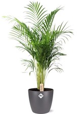 Plante d'intérieur palmier
