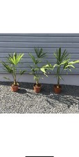 2 Palmiers Trachycarpus Fortunei 50 Cm