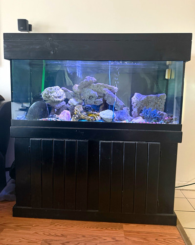 100 gal glass marine aquarium - marine,