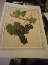 chromolithographie : grappe de