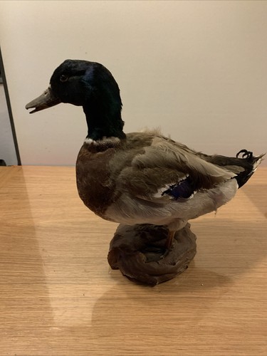 Taxidermie canard 35x40 - 35x40,