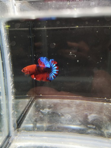Combattant betta splendens - combattant,