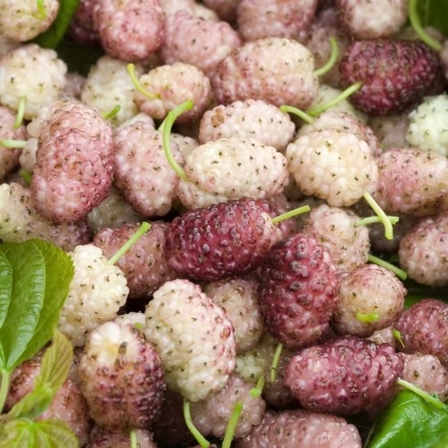 Plante fruitière mûre sang - mÛre,