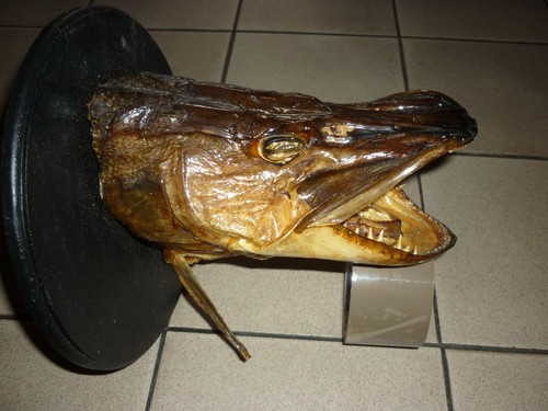 Brochet tête trophée - brochet, de