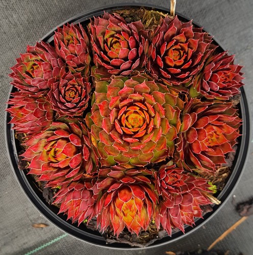 Sempervivum chick charms - chick, charms®