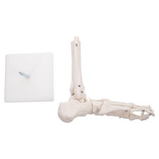  Modèle joint de pied