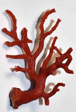 CORAIL ROUGE DE MEDITERRANEE - TRES BELLE BRANCHE DE CORAIL - 104/71mm