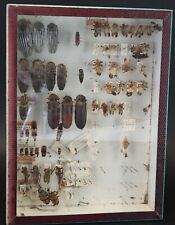 Cabinet of curiosity entomology insects showcase box Deyrolle ELATERIDAE