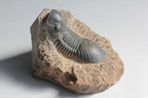 Fossile trilobite paralejurus - trilobite,