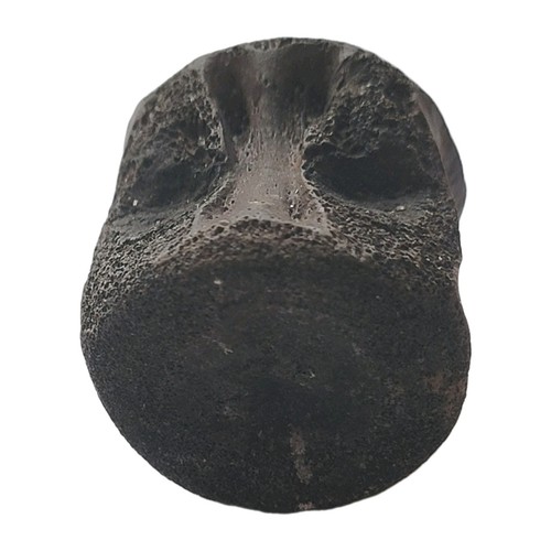 Vertèbre fossile - vertèbre, de