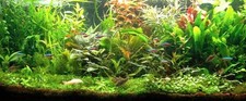 PROMO lot 100 plantes aquarium 13 varietes a racines et tiges  + 20 gratuites 