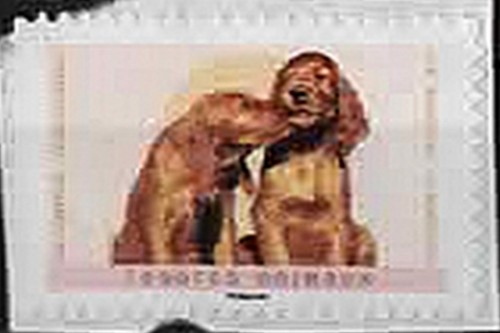 2023 tendres animaux chiens - 2023.,