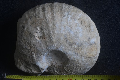 Grosse ammonite