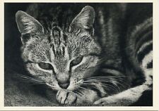 CPSM / CARTE POSTALE / CHAT / CAT / ILLUSTRATEUR OLGA GAUPMANN / BENGALE 1988