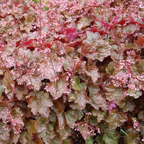 Heuchera micrantha rachel - 'rachel',