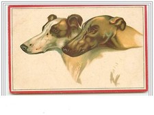 Greyhound Dog - 3894