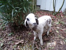 NEW agneau lamb Lamm  bébé