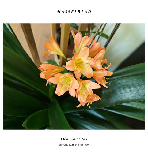 One adult clivia plant yellow - adult, plant(yellow