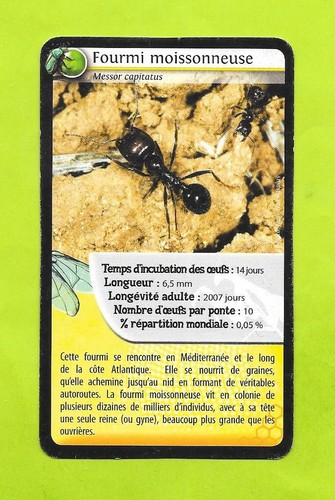 Carte fourmi moissonneuse - carte,