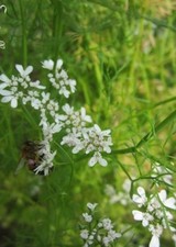 ♫ RAIFORT 'Tout Mélangé'