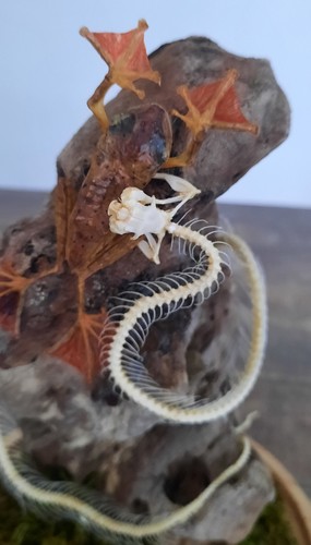 Curiosité taxidermie - curiosité,