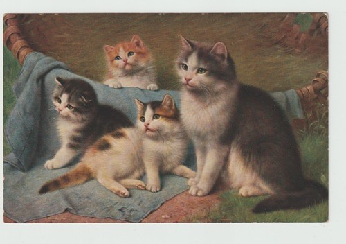 Chats chatons cpa 5652 - ,