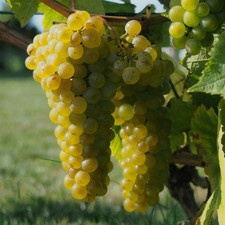 Plant de raisin Solaris 2L -