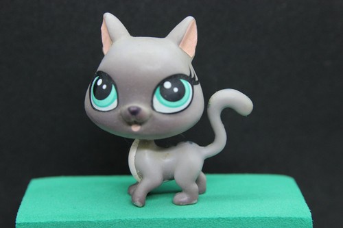 Petshop cat chat - cat, europeen