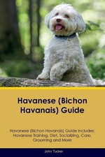 John Tucker Havanese (Bichon