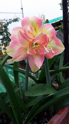 Imported amaryllis lily pink - amaryllis, &