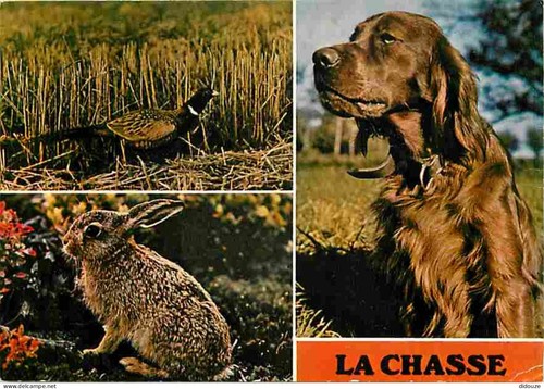 Carte postale animaux - -,