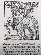 Rare Éléphant 1557 Cosmographie Troglodyte Éthiopie Naturalis Munster Afrique 