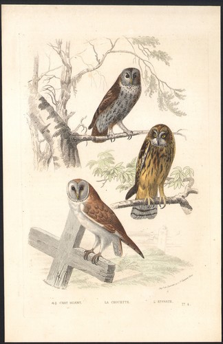1853 gravure aquarellée - gravure,