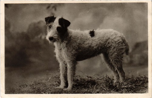 Cpa jack russel - ak,