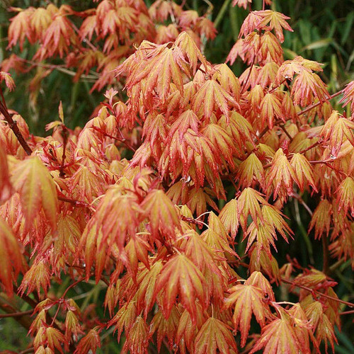 Acer palmatum orange dream - dream',