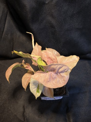 Syngonium cupids arrow pink - arrow,,
