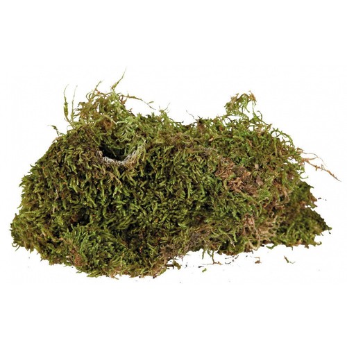 Mousse pour terrarium 200 g - pour,