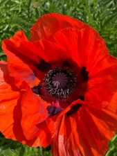 4 000 graines de gros pavots