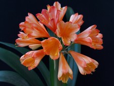 Clivia N°63 White Lips’s Ghost Interspec X (Ngome x Caroline’s Pride)