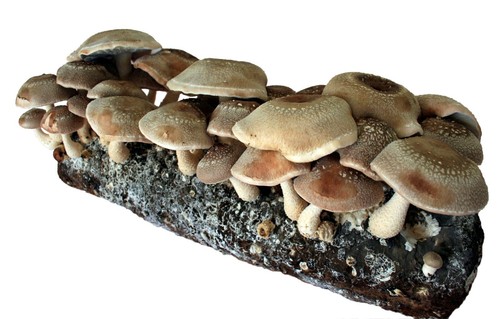 Root mushroom farm shiitake - root,