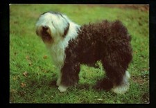 Dog chrome postcard Pon Polski Owczarek Nizinny printed Germany